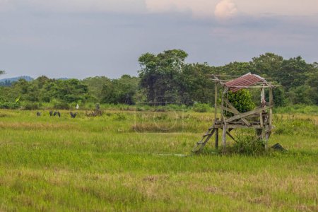 Téléchargez les photos : Une cabane en bois abandonnée à la rizière - en image libre de droit