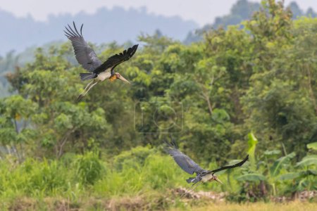 Photo for Nature wildlife image of Lesser Adjutant Stork bird on paddy field - Royalty Free Image