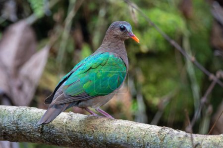 Photo for Adorable and cute Common emerald dove bird on deep rainforest jungle - Royalty Free Image