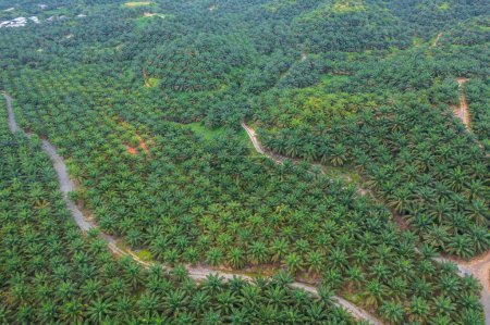 Photo for Aerial Drone image of beautiful green lush palm oil plantation surrounding rainforest jungle - Royalty Free Image