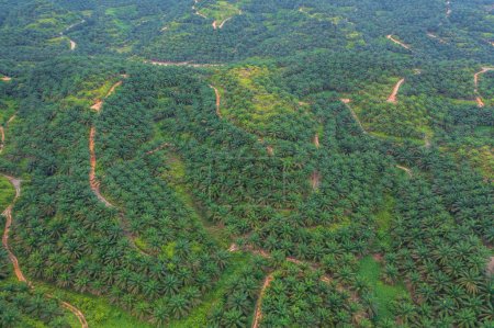 Téléchargez les photos : Drone image d'une belle plantation verdoyante d'huile de palme entourant la jungle de la forêt tropicale - en image libre de droit