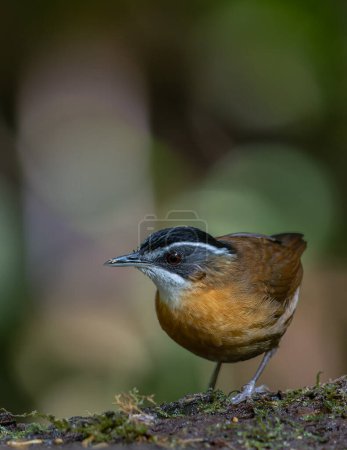 Téléchargez les photos : Nature faune image oiseau nom comme BLACK-CAPPED BABBLER capture à l'intérieur de la jungle profonde pluvieuse - en image libre de droit