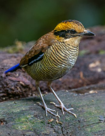 Photo for A remarkable image of the Bornean Banded Pitta (Pitta schwaneri) in its lush rainforest habitat and making it a true jewel of the Bornean rainforests. - Royalty Free Image