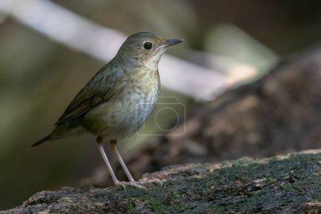 An enchanting photograph capturing the delicate elegance of a female Siberian Blue Robin (Larvivora cyane). Its understated yet exquisite plumage and gentle presence exemplify the charm of this bird.
