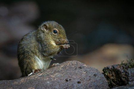 Téléchargez les photos : Nature wildlife image of Bornean Mountain Ground Squirrel on deep jungle forest. - en image libre de droit