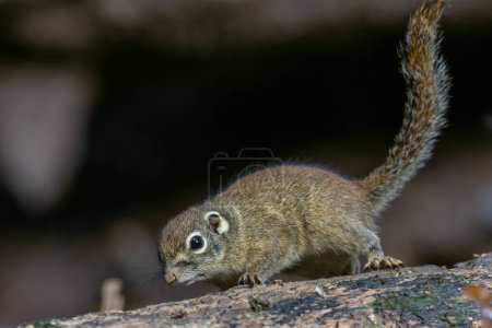 Cute Ground Squirrel eating jungle fruit on rainforest jungle