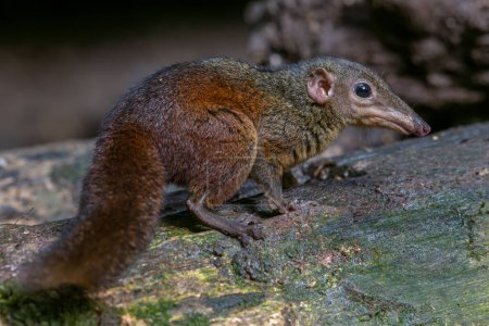 Photo for Nature wildlife image of Common treeshrew Long and slender animals with long tails and soft greyish brown fur eats fruits. - Royalty Free Image