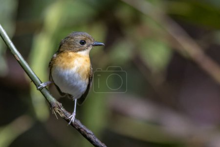 Photo for A captivating photograph capturing the grace of a Rufous-Chested Flycatcher (Ficedula dumetoria) as it perches on a slender tree branch in its woodland habitat. - Royalty Free Image