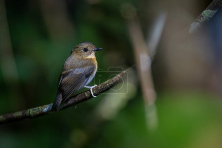 Photo for A captivating photograph capturing the grace of a Rufous-Chested Flycatcher (Ficedula dumetoria) as it perches on a slender tree branch in its woodland habitat. - Royalty Free Image