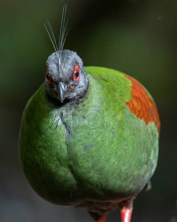 Perdrix à crête (Rollulus rouloul) présentant son apparence exquise et distinctive. Ce bel oiseau, avec son plumage élégant et sa tête à crête, témoigne de la diversité de la faune.