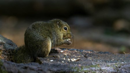 Naturaufnahme von Bornean Mountain Ground Squirrel auf tiefen Dschungel-Wäldern.