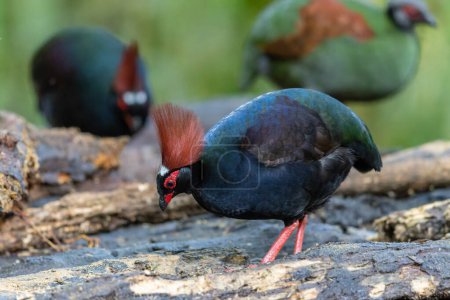 Photo for Crested Partridge (Rollulus rouloul) showcasing its exquisite and distinctive appearance. This beautiful bird, with its elegant plumage and crested head, is a testament to the diversity of wildlife. - Royalty Free Image