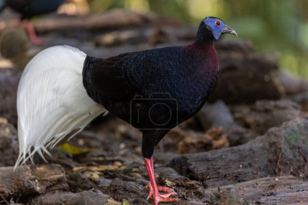 Photo for Majestic Bulwer's Pheasant in the Wild. An exquisite image capturing the beauty of a Bulwer's Pheasant in its natural habitat. is a true symbol of the wonders of the avian world. - Royalty Free Image
