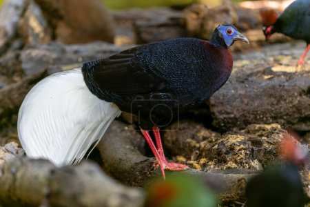 Majestic Bulwer's Pheasant in the Wild. An exquisite image capturing the beauty of a Bulwer's Pheasant in its natural habitat. is a true symbol of the wonders of the avian world.