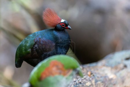 Crested Partridge (Rollulus rouloul) showcasing its exquisite and distinctive appearance. This beautiful bird, with its elegant plumage and crested head, is a testament to the diversity of wildlife.