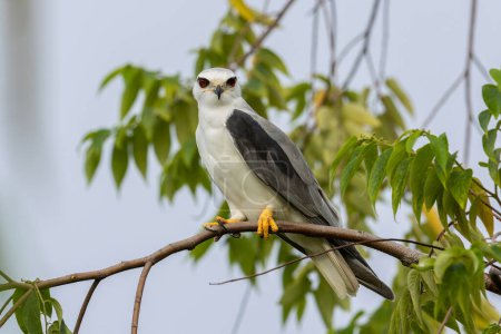 Photo for Black-winged Kite Perched in Tranquility - Royalty Free Image