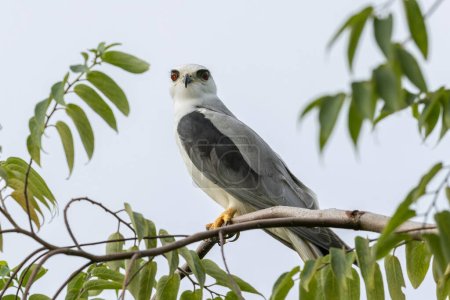 Photo for Black-winged Kite Perched in Tranquility - Royalty Free Image