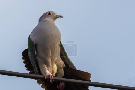 Téléchargez les photos : Une image exquise d'un Pigeon Impérial Vert, mettant en valeur son plumage vert vif et sa forme élégante. - en image libre de droit