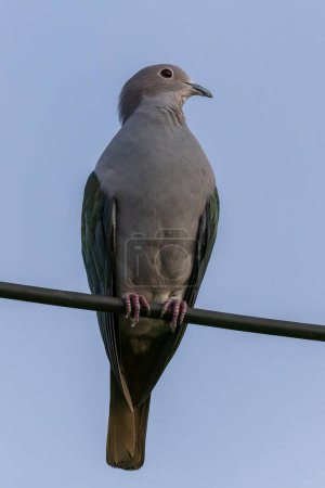 Téléchargez les photos : Une image exquise d'un Pigeon Impérial Vert, mettant en valeur son plumage vert vif et sa forme élégante. - en image libre de droit