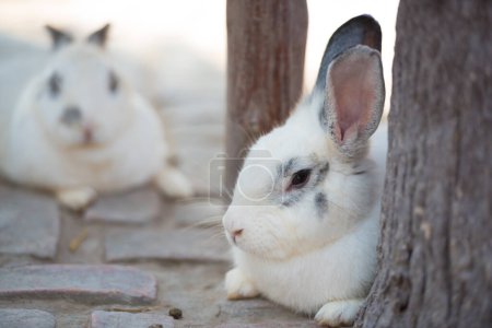Foto de Conejo descansando en el suelo. Inicio conejo decorativo al aire libre. Conejito, Año del Conejo Zodíaco, Conejito de Pascua. - Imagen libre de derechos