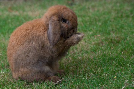 Foto de Conejo sobre hierba verde. Inicio conejo decorativo al aire libre. Conejito, Año del Conejo Zodíaco, Conejito de Pascua. - Imagen libre de derechos