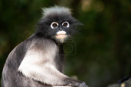 Cute spectacled langur sitting on the tree looking at camera in the forest of Thailand