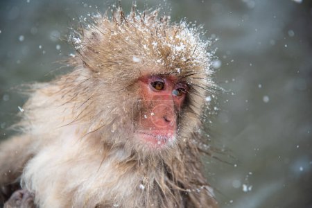 Photo for Travel in Japan, Cute and lovely Monkey with falling snow, Jigokudani park, Japan. - Royalty Free Image