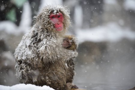 Photo for Travel in Japan, Cute and lovely Monkey holding baby with falling snow look at camera , Jigokudani park, Japan. - Royalty Free Image