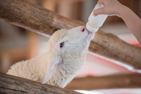 Foto de Bonita oveja bebé con leche de alimentación alimentada con biberón, actividad en viajes de agricultura. - Imagen libre de derechos