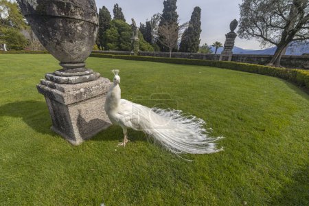 Beautiful white peacock in Isola Bella Gardens in Maggiore Lake, Stresa, province of Verbano-Cusio-Ossola, Piedmont, Italy.