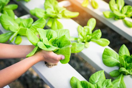 Téléchargez les photos : Légumes à salade verte dans une ferme hydroponique
. - en image libre de droit