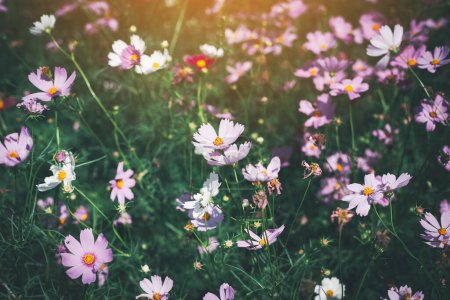 Téléchargez les photos : Cosmos fleur fleurir dans le jardin
. - en image libre de droit