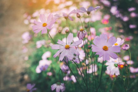 Téléchargez les photos : Cosmos fleur fleurir dans le jardin
. - en image libre de droit