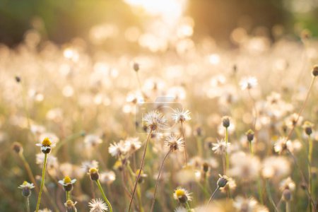 Téléchargez les photos : Beau champ de prairie avec herbe fraîche dans la nature Printemps d'été paysage naturel parfait. - en image libre de droit