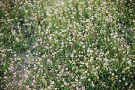 Téléchargez les photos : Beau champ de prairie avec herbe fraîche dans la nature Printemps d'été paysage naturel parfait. - en image libre de droit
