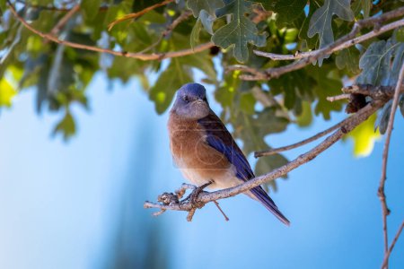 Foto de La sialia o también llamado el pájaro azul oriental sentado en una rama de árbol, un pájaro de la familia de la candidiasis, un pequeño pájaro con plumas azules, foto tomada en California - Imagen libre de derechos