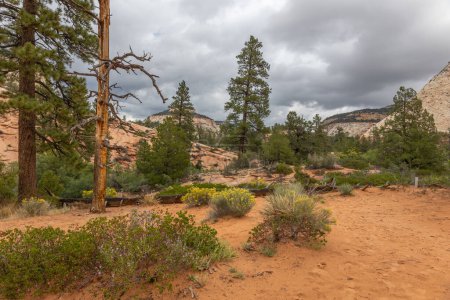 Téléchargez les photos : Parc national de Zion, avec de belles roches de couleur jaune, orange et rouge et des pins - en image libre de droit