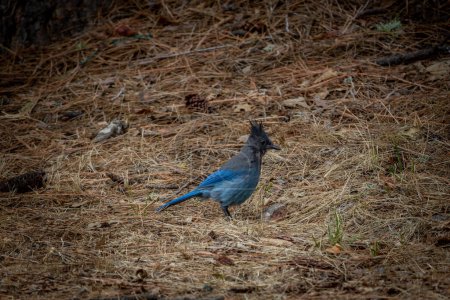 Téléchargez les photos : Geai de Steller, avec ses belles plumes bleues et sa crête fine, également connu sous le nom de Geai à longues crêtes, Geai de montagne et Geai de pin. - en image libre de droit