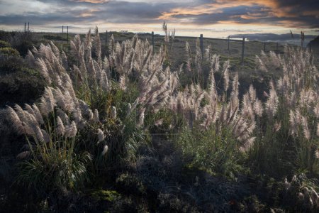 Téléchargez les photos : Belles pampas ondulant herbe et beau ciel sur les collines rocheuses le long du littoral et la route côtière de l'autoroute 1 en Californie, États-Unis - en image libre de droit