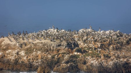 Téléchargez les photos : Une roche côtière pleine de pélicans bruns dans le nord de l'océan Pacifique, le long de la route 1 de Californie - en image libre de droit