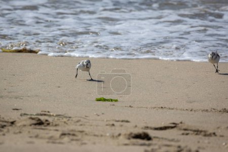 Foto de El flautista de arena de tres dedos que busca alimento en la playa, huyendo del agua de mar que se aproxima en la costa oeste de América, en el océano Pacífico - Imagen libre de derechos