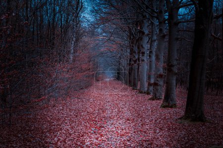 Wandern auf dem Pieterpad in der Provinz Drenthe im Winter durch den düsteren Wald mit orange-roten Herbstfarben, das Pieterpad eine 501 Kilometer lange Wanderung durch die Niederlande