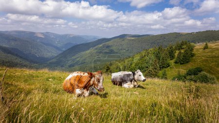 Téléchargez les photos : Vaches dans l'herbe des montagnes appelées "ballon" dans la région du Haut-Rhin des Vosges françaises - en image libre de droit