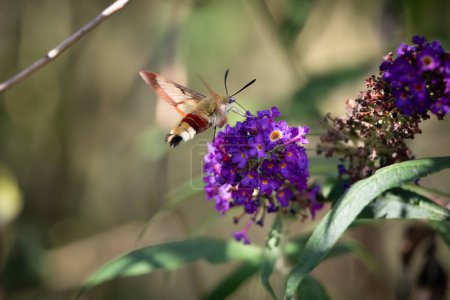 Photo for The broad-bordered bee hawkmoth in full flight to extract the nectar from the flower of the butterfly bush - Royalty Free Image