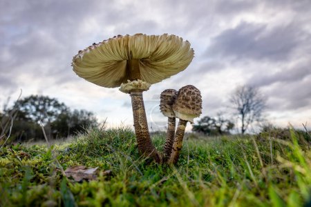 Téléchargez les photos : Le champignon parasol géant en automne avec son énorme chapeau et ses belles nuances et taches brunes - en image libre de droit