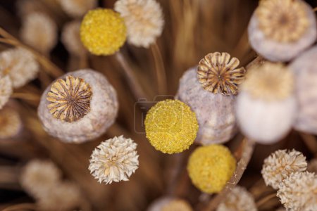 Téléchargez les photos : Macro shot de fleurs de pavot séchées dans un vase aux magnifiques tons brun, or et jaune, pour la décoration de votre maison. Pays-Bas - en image libre de droit