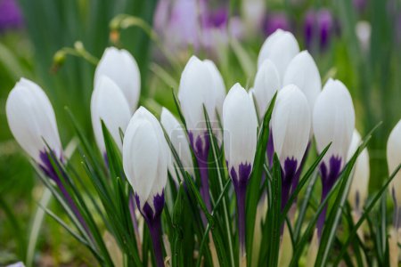 Macro photo of the crocuses blooming very early in spring among the grass in the colors white and purple, the Netherlands