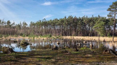 Die Wälder, das feuchte Land und die Moore mit Baumstümpfen darin, im wunderschönen Nationalpark Dwingeloo, Provinz Drenthe, Niederlande