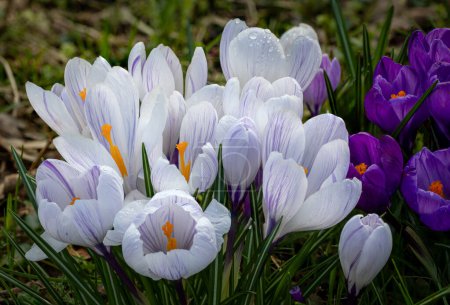 Macro foto de los azafranes floreciendo muy temprano en primavera entre la hierba en los colores blanco y púrpura, los Países Bajos