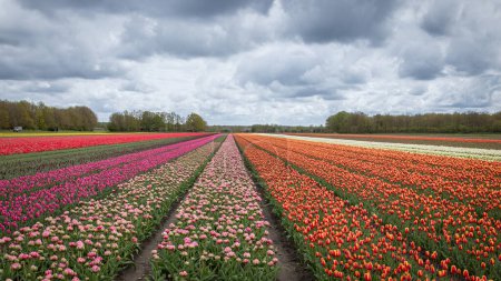 Téléchargez les photos : Les champs de tulipes agricoles sont en pleine floraison dans les couleurs orange, rouge et rose dans le nord des Pays-Bas dans la province de Drenthe. - en image libre de droit